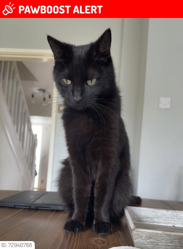 Lost Male Cat last seen Near high view road Endon , Endon, England ST9 9HT