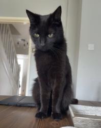 Lost Male Cat last seen Near high view road Endon , Endon, England ST9 9HT