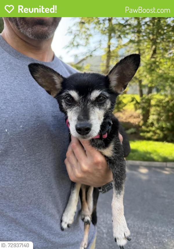 Reunited Female Dog last seen Country Place Drive, East Hempfield Township, PA 17601