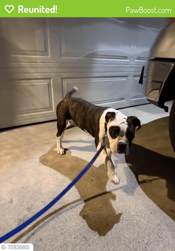 Reunited Male Dog last seen Mission Gorge by In & Out, Santee, CA 92071