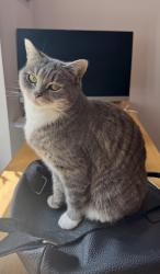 Reunited Female Cat last seen Quarry Road, Oxted , Surrey, England RH8 9HE