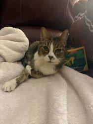 Lost Male Cat last seen Emmett rd and packard, Henrico County, VA 23060