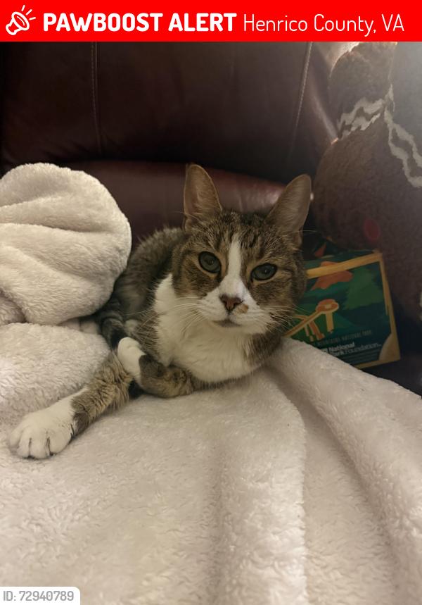 Lost Male Cat last seen Emmett rd and packard, Henrico County, VA 23060