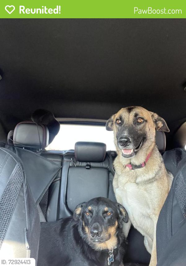 Reunited Female Dog last seen Near High view Rd. Weatherford Tx , Weatherford, TX 76085