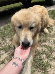 Reunited Female Dog last seen Atomic Road, Lucky Pecan: Betty's Rv, Beech Island, SC 29842