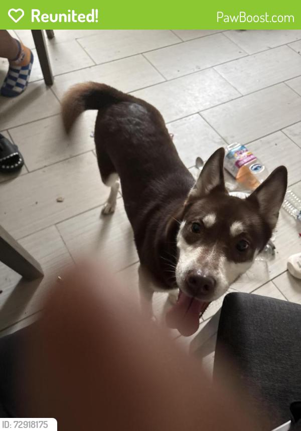 Reunited Female Dog last seen Bruce Pl SE, Washington, DC 20020