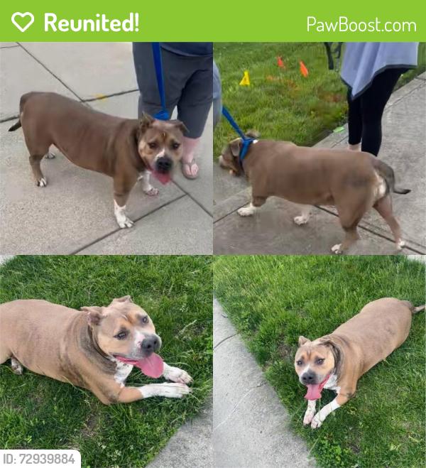 Reunited Male Dog last seen Avon Ave & 100 South. Neighborhood across from Cedar Elementary called Woodland Heights, Avon, IN 46123