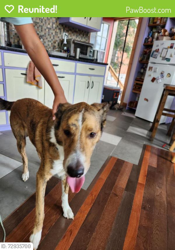 Reunited Male Dog last seen Wyoming Ave. , St. Louis, MO 63118
