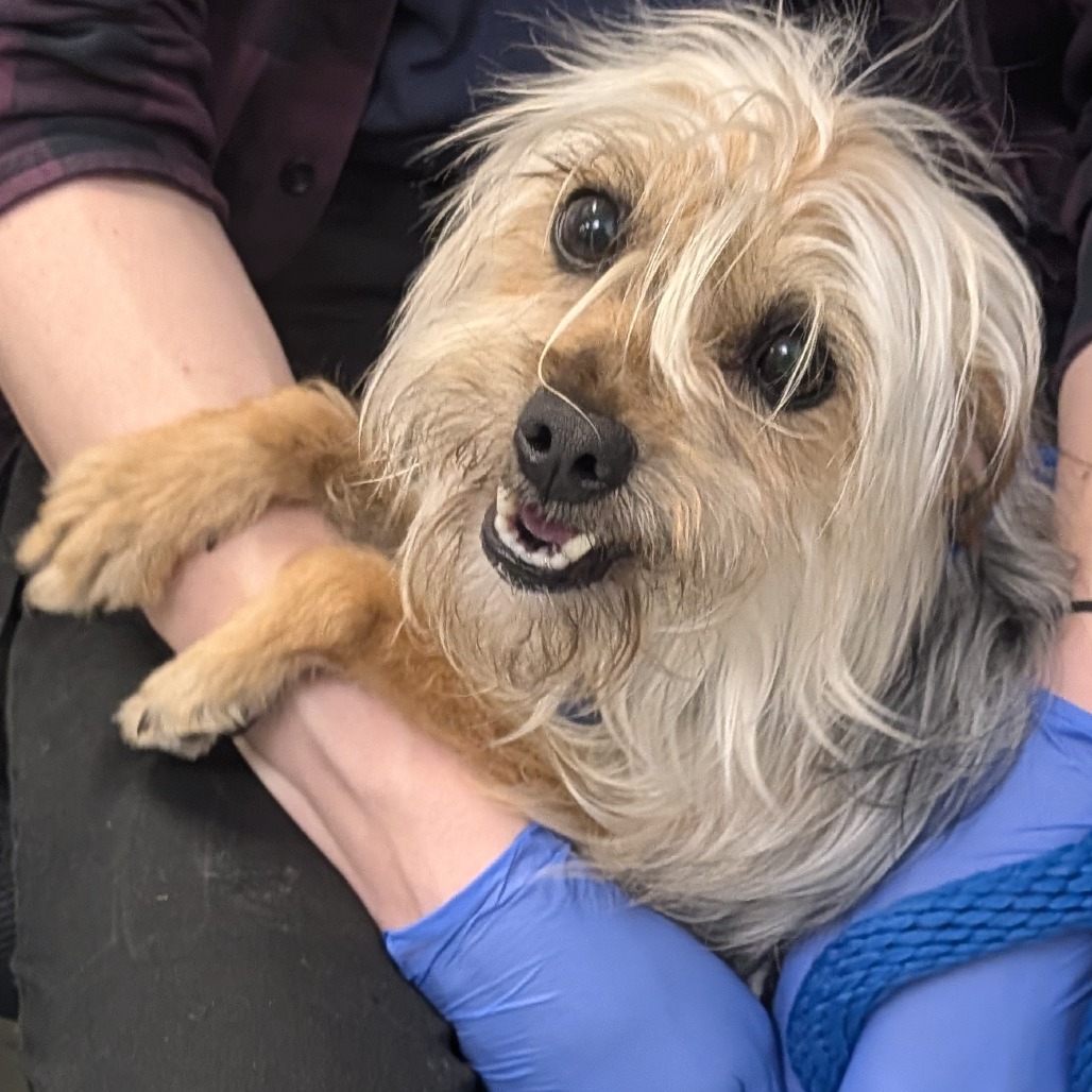 Shelter Stray Female Dog last seen , Philadelphia, PA 19140