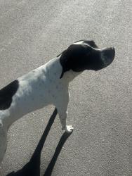 Reunited Male Dog last seen Wattles Rd and Winding Wood Way, Emmett Township, MI 49014