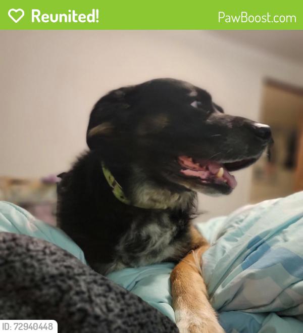 Reunited Male Dog last seen 236th St E, Graham, WA 98338, USA, Graham, WA 98338