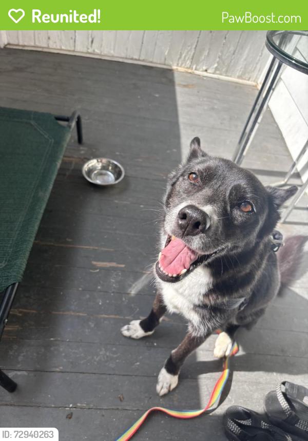 Reunited Female Dog last seen Last seen at Ansley Mall around 8:30pm  - someone posted on Ring but idk if they still have her, Atlanta, GA 30324