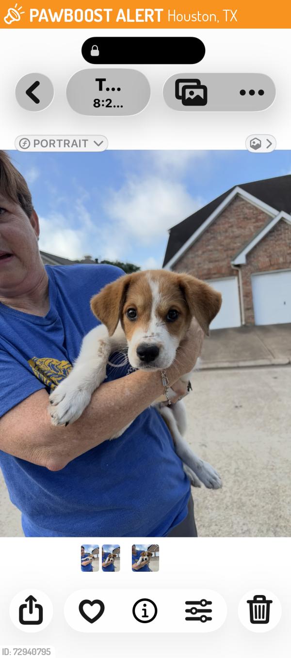 Found/Stray Male Dog last seen Near Brook Run Lane, Houston, TX 77040