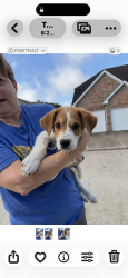 Found/Stray Male Dog last seen Near Brook Run Lane, Houston, TX 77040