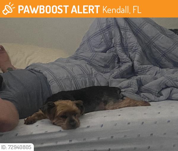 Found/Stray Female Dog last seen Near ave SW 72nd street, Kendall, FL 33176