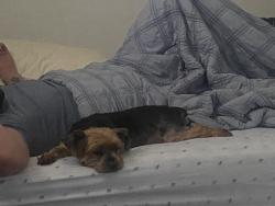 Found/Stray Female Dog last seen Near ave SW 72nd street, Kendall, FL 33176