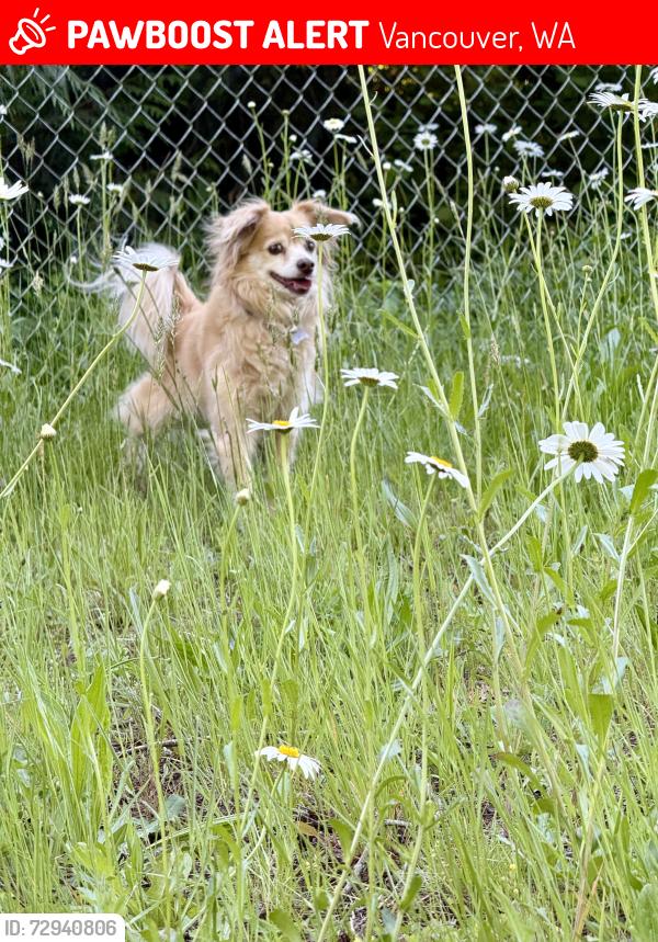 Lost Male Dog last seen Ne 121st ave, Vancouver, WA 98682