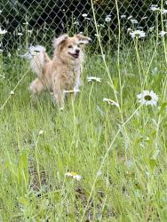 Lost Male Dog last seen Ne 121st ave, Vancouver, WA 98682