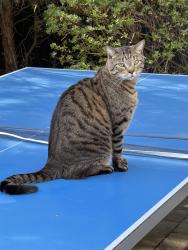 Reunited Male Cat last seen near Newton North high school, Newton, MA 02460