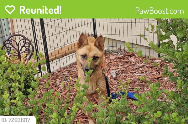 Reunited Female Dog last seen Seneca and MacArthur , Wichita, KS 67217