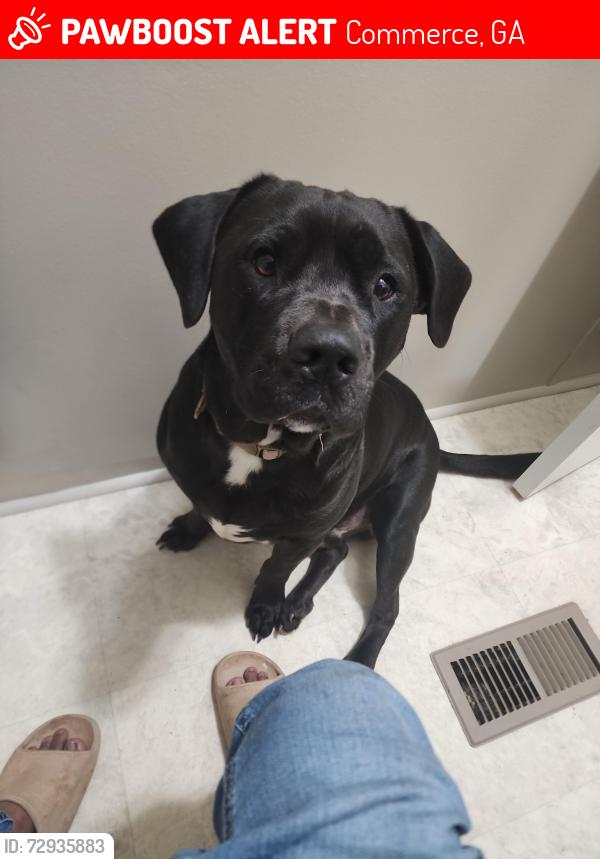 Lost Male Dog last seen Kathryn way commerce ga, Commerce, GA 30530