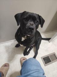 Lost Male Dog last seen Kathryn way commerce ga, Commerce, GA 30530