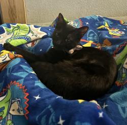 Lost Female Cat last seen PCH & Marine Ave near Preggio Pizza, Los Angeles, CA 90744