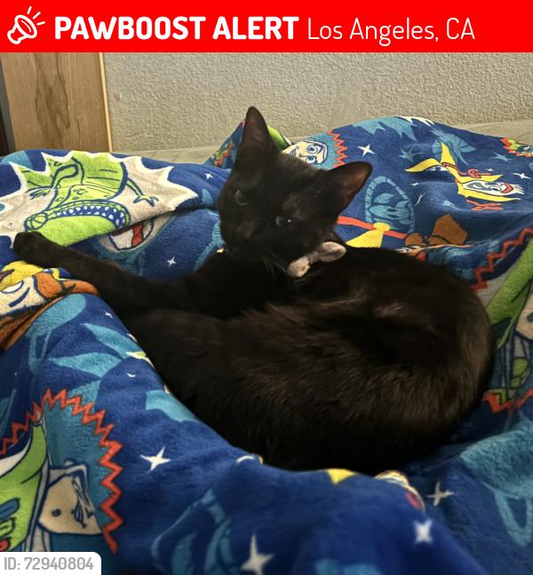 Lost Female Cat last seen PCH & Marine Ave near Preggio Pizza, Los Angeles, CA 90744