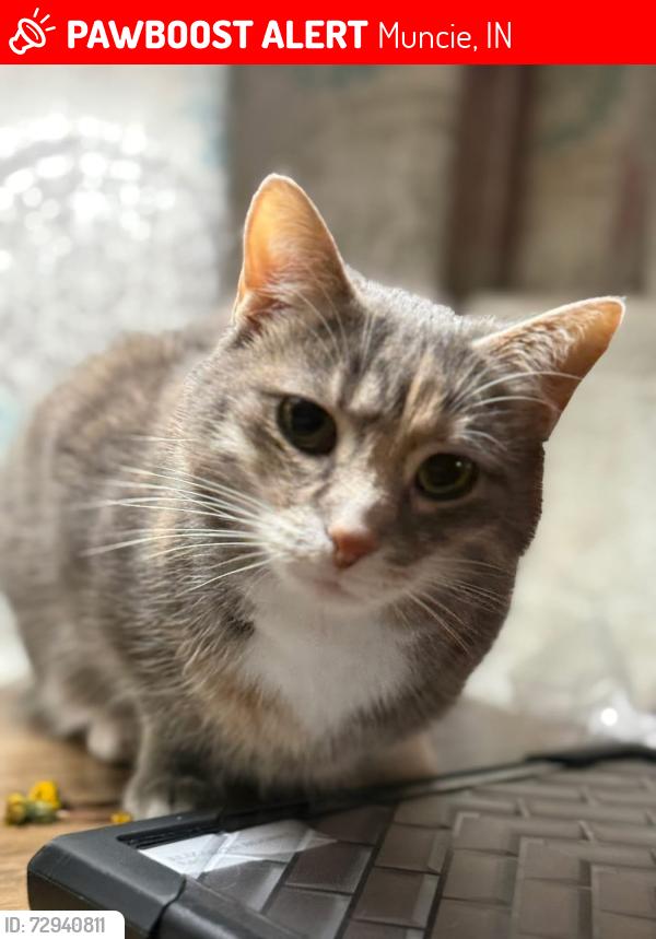 Lost Female Cat last seen Cowan Area - Waynewood Neighborhood , Muncie, IN 47302