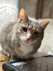 Lost Female Cat last seen Cowan Area - Waynewood Neighborhood , Muncie, IN 47302