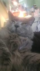 Reunited Male Cat last seen Elmtex dr, humble , Humble, TX 77396