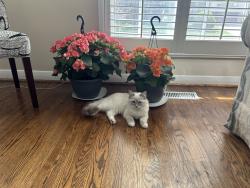 Reunited Male Cat last seen Near mosswood road , Vaughan, ON L4J 9C6
