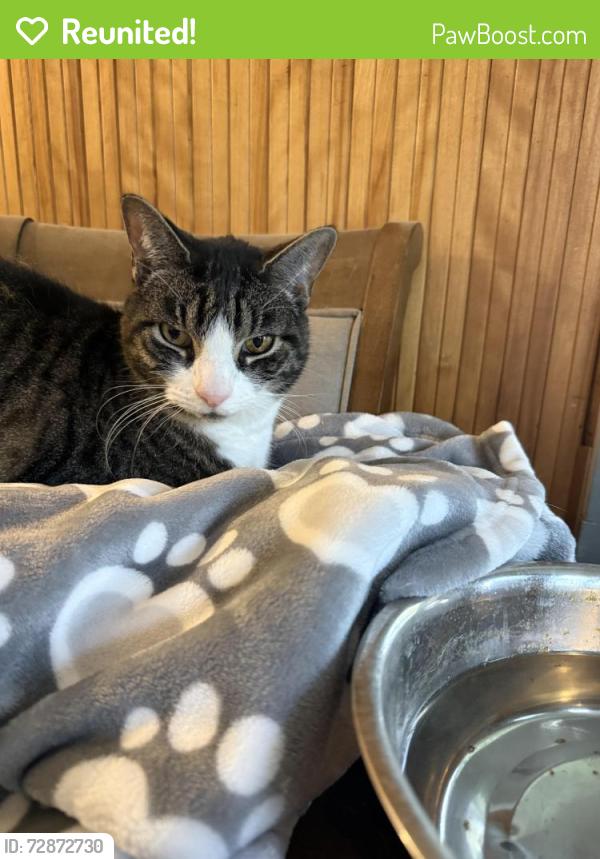Reunited Male Cat last seen Sodom road near snarr northeast in Brewster , Brewster, NY 10509