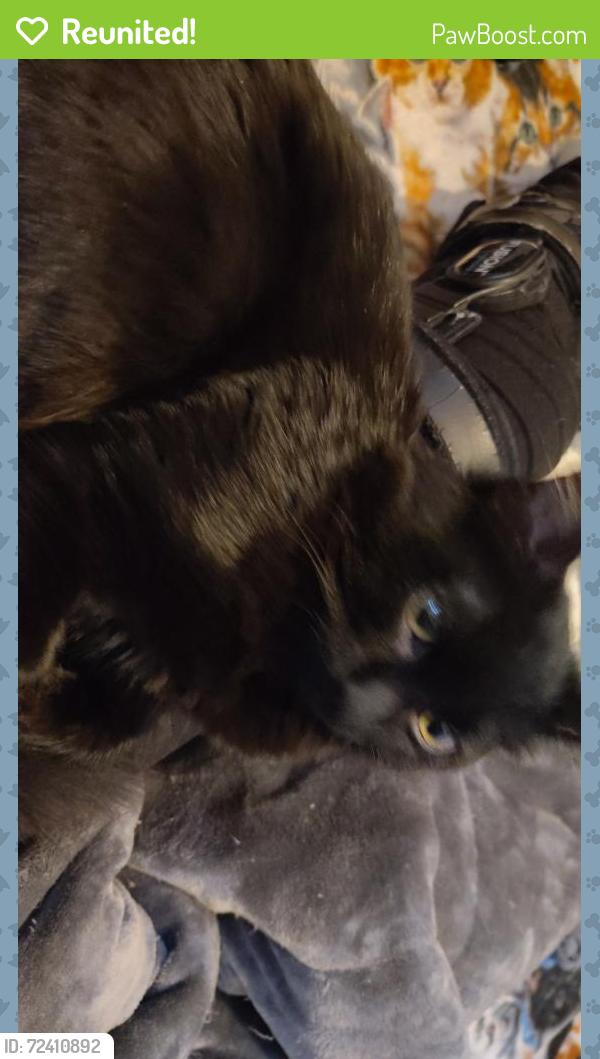 Reunited Female Cat last seen Idahome Rv Resort Main St Middleton Id/ field, Middleton, ID 83644