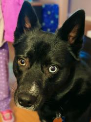 Reunited Male Dog last seen Vancouver WA, Vancouver, WA 98682