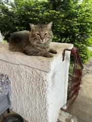 Found/Stray Unknown Cat last seen Granville & Western Ave, Chicago, IL 60659