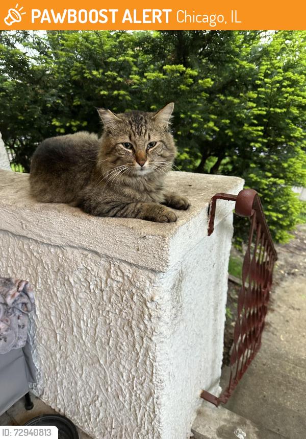 Found/Stray Unknown Cat last seen Granville & Western Ave, Chicago, IL 60659