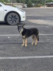 Found/Stray Unknown Dog last seen Haynes Park, Rio Rancho, NM 87124