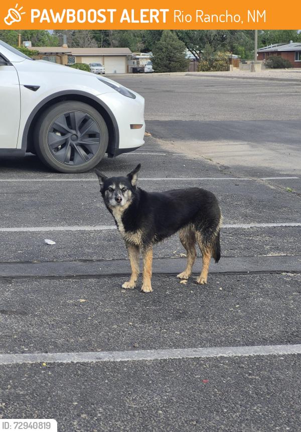 Found/Stray Unknown Dog last seen Haynes Park, Rio Rancho, NM 87124