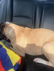 Reunited Male Dog last seen My Buddy’s Boarding and Daycare, Warner Robins, GA 31098