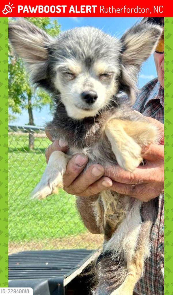 Lost Female Dog last seen Hensley rode, Rutherfordton, NC 28139