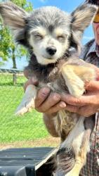 Lost Female Dog last seen Hensley rode, Rutherfordton, NC 28139