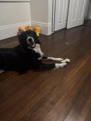 Lost Female Dog last seen Dryades & Louisiana, New Orleans, LA 70115