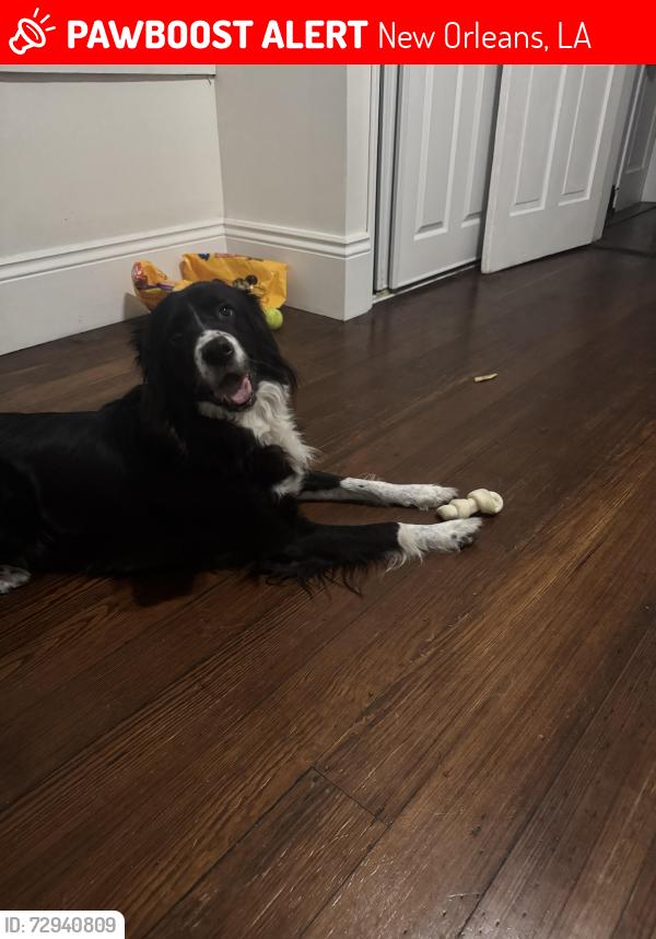 Lost Female Dog last seen Dryades & Louisiana, New Orleans, LA 70115