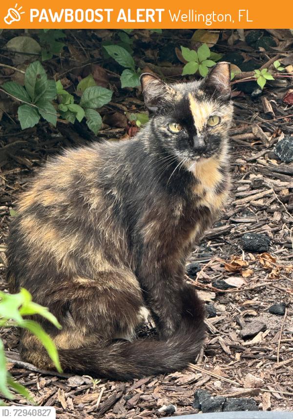 Found/Stray Unknown Cat last seen Welllngton green dr and forest hill, Wellington, FL 33414