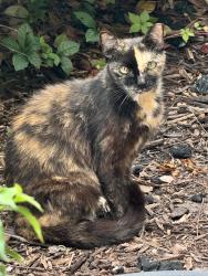 Found/Stray Unknown Cat last seen Welllngton green dr and forest hill, Wellington, FL 33414