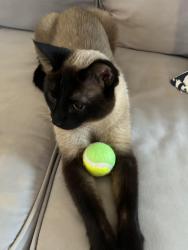 Lost Male Cat last seen Jefferson and son and Adama, Kirkwood, MO 63122