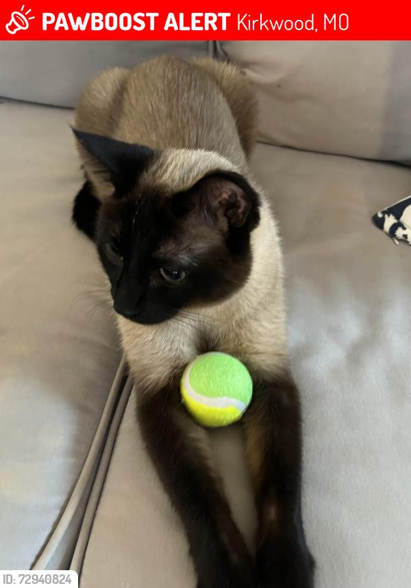 Lost Male Cat last seen Jefferson and son and Adama, Kirkwood, MO 63122