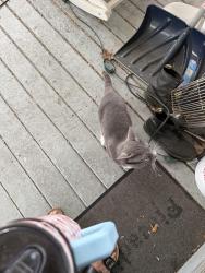 Found/Stray Male Cat last seen Near Windsor Green Blvd Goodlettsville, TN 37072, Goodlettsville, TN 37072