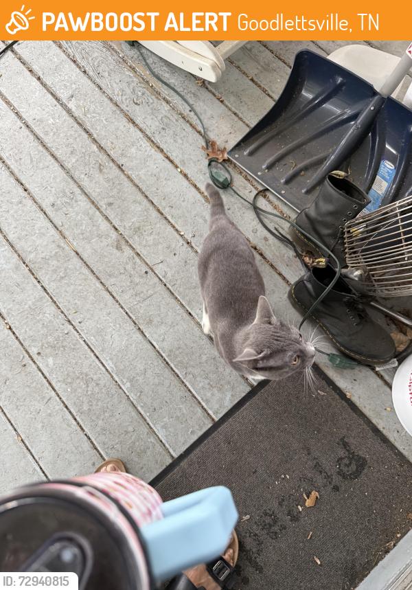 Found/Stray Male Cat last seen Near Windsor Green Blvd Goodlettsville, TN 37072, Goodlettsville, TN 37072